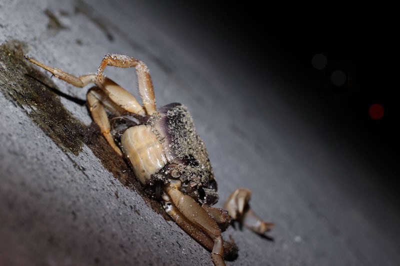 Nighttime Crab Hunting